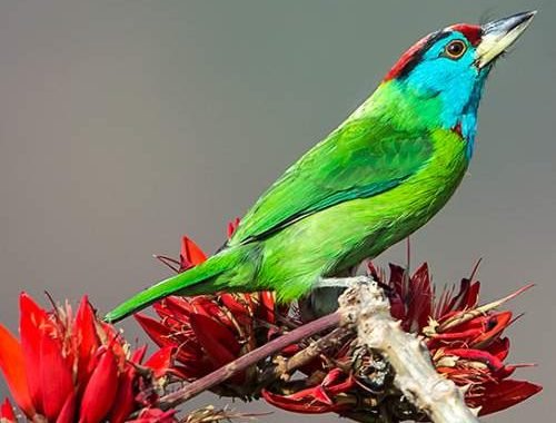 Blue-throated barbet – Psilopogon asiaticus-2 Blue-throated barbet - Psilopogon asiaticus-2